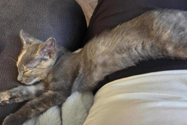 Domestic Short Hair