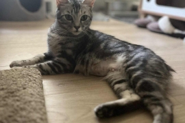 Domestic Short Hair