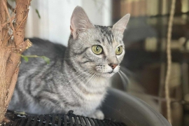 Domestic Short Hair