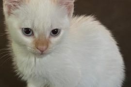 Domestic Short Hair
