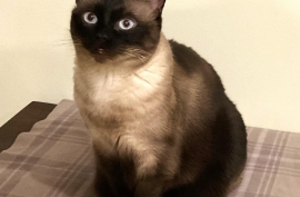 Siamese