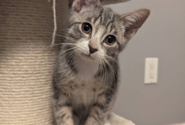 Domestic Short Hair
