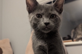 Domestic Short Hair