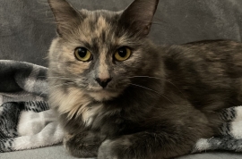 Domestic Medium Hair