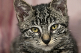 Domestic Short Hair