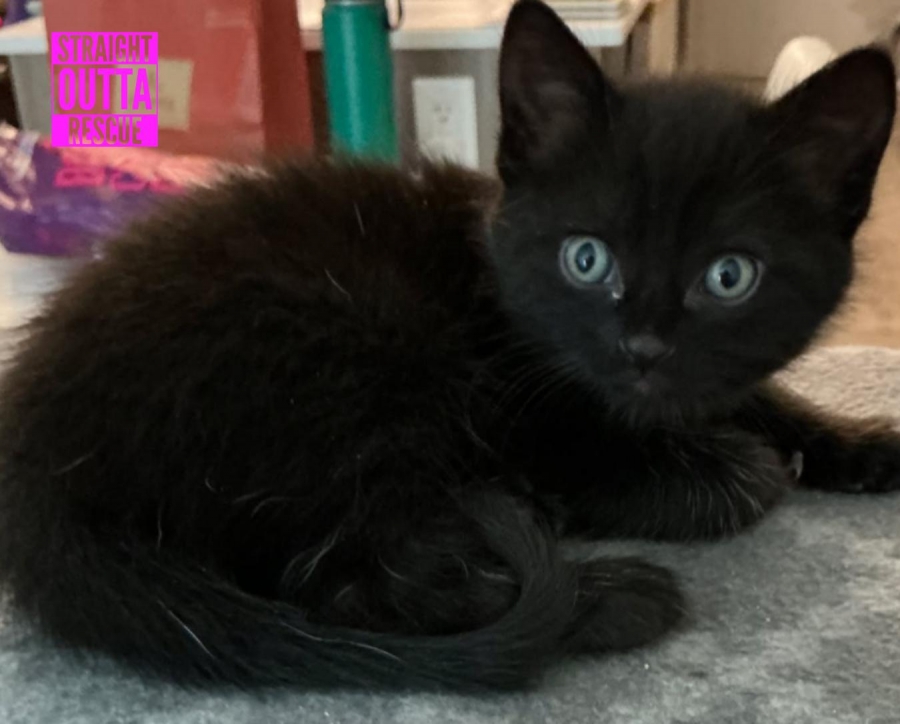 Domestic Short Hair