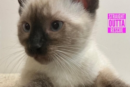 Siamese