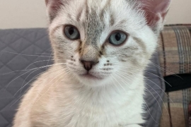 Domestic Short Hair