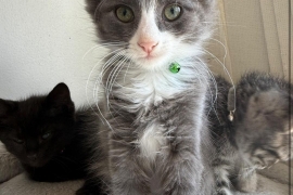 Tuxedo