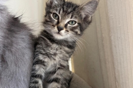 Tabby