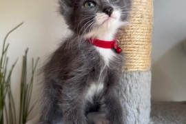 Domestic Short Hair