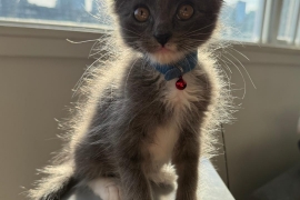 Domestic Short Hair
