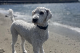 Standard Poodle
