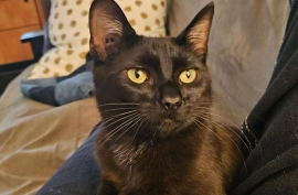 Domestic Short Hair