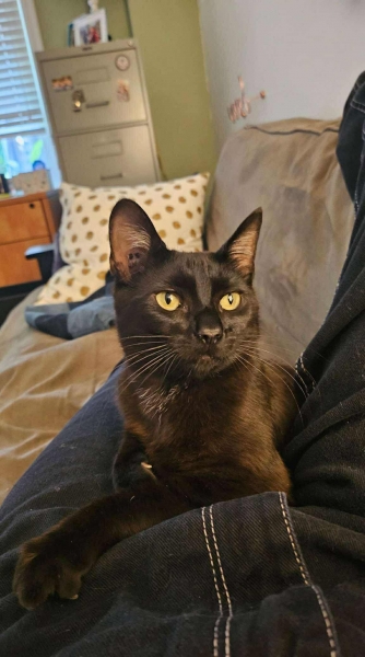 Domestic Short Hair