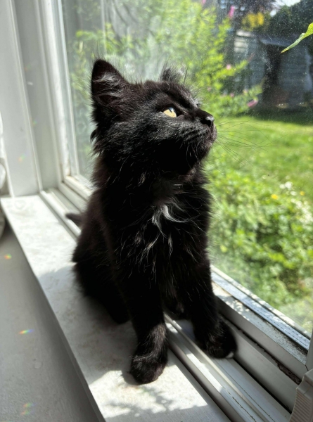 Domestic Medium Hair