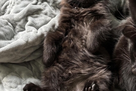 Domestic Medium Hair