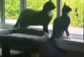 Domestic Short Hair