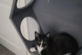 Domestic Short Hair