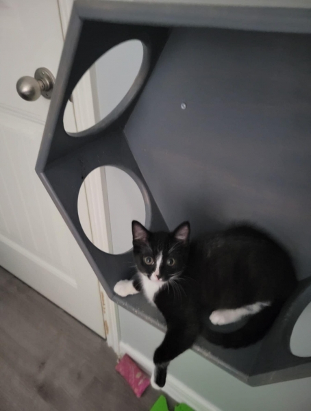 Domestic Short Hair