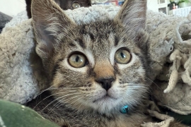 Tabby