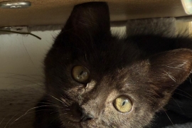 Domestic Short Hair