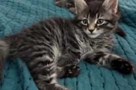 Tabby
