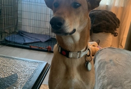 German Shepherd Dog