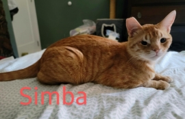 Domestic Short Hair