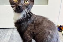 Domestic Short Hair