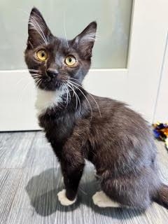 Domestic Short Hair