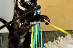Domestic Short Hair