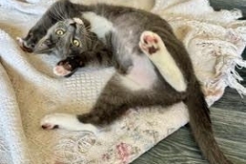 Domestic Short Hair