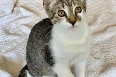 Domestic Short Hair
