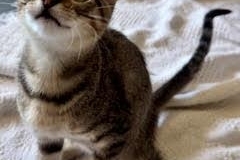 Domestic Short Hair