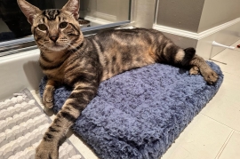 Domestic Short Hair