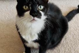 Domestic Short Hair