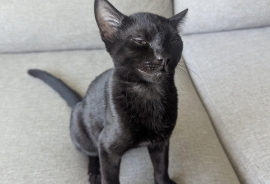 Domestic Short Hair