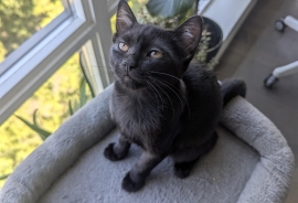 Domestic Short Hair