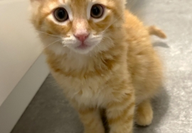 Domestic Medium Hair