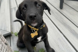 Labrador Retriever