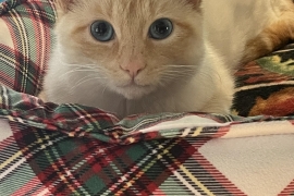 Domestic Short Hair