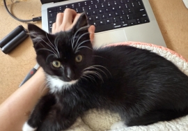 Domestic Medium Hair