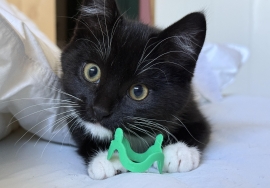 Domestic Medium Hair