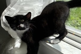 Domestic Short Hair