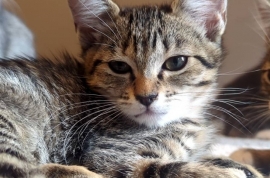 Domestic Short Hair