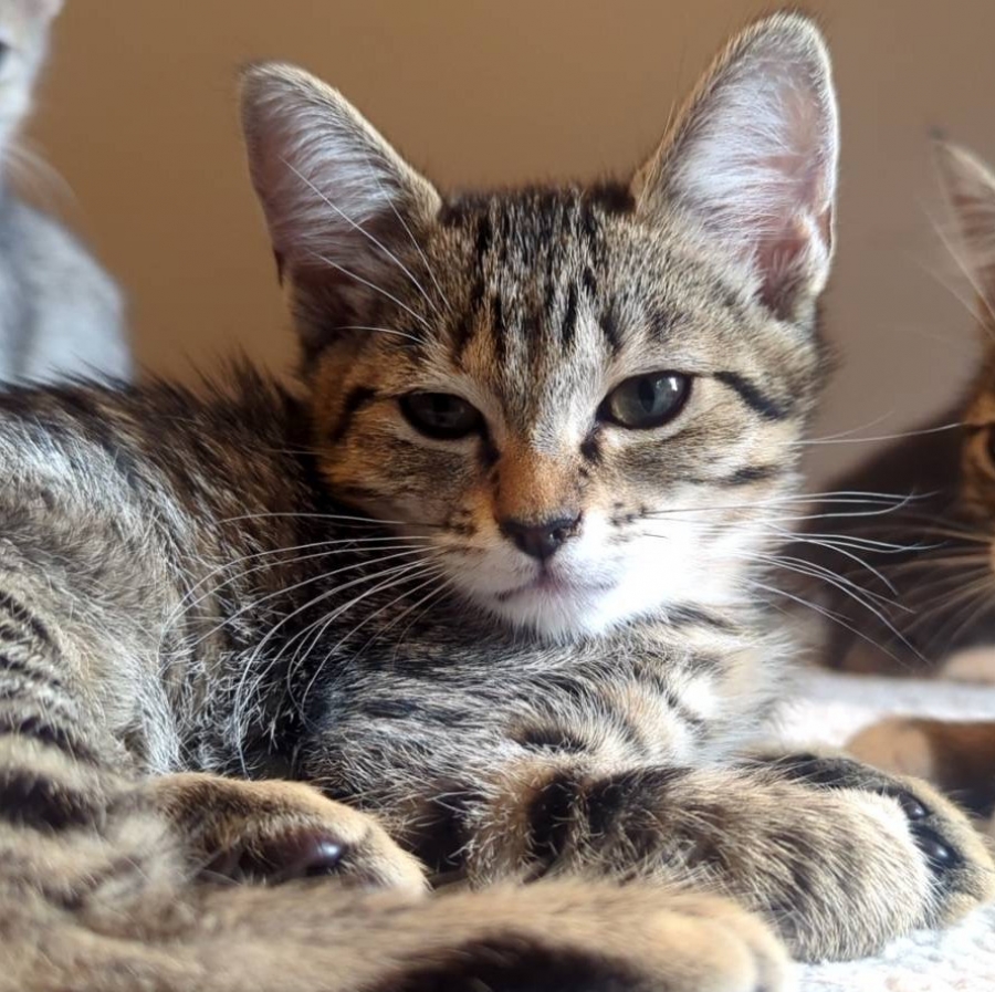 Domestic Short Hair