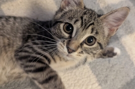 Domestic Short Hair