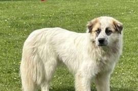 Mixed Breed