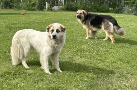Mixed Breed